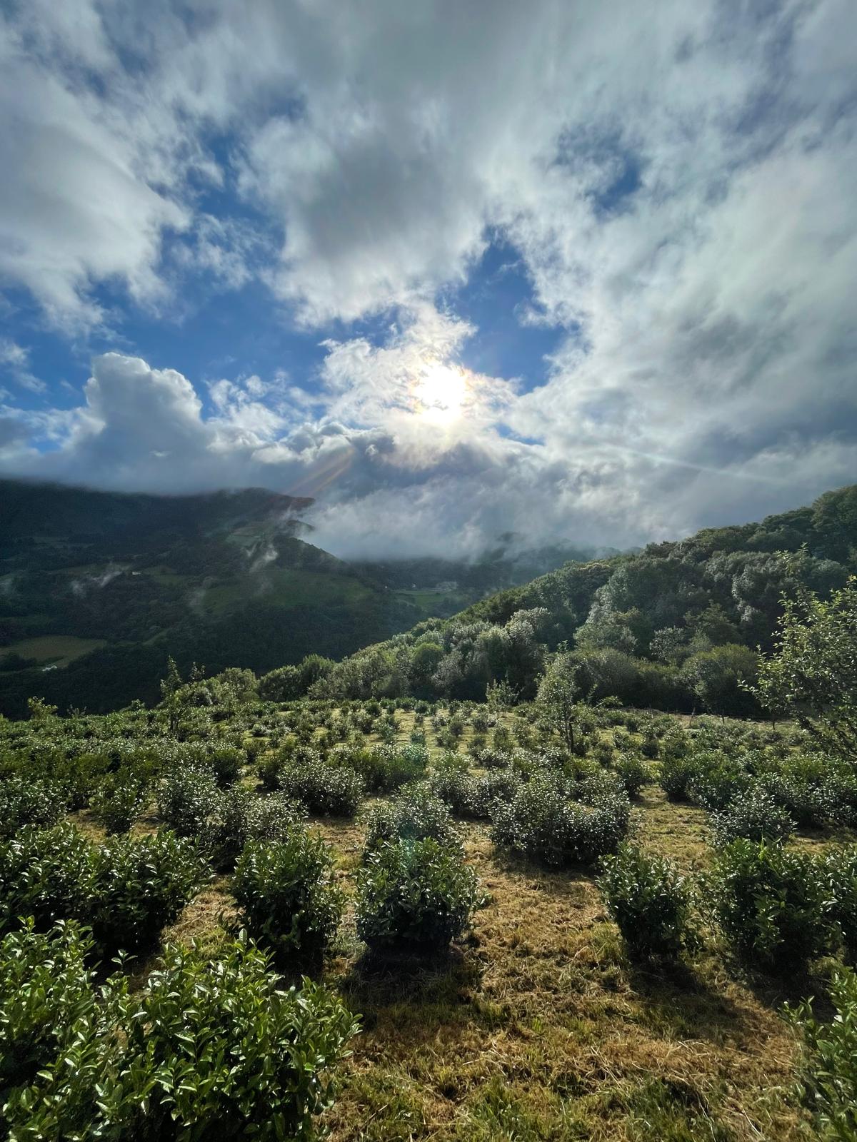 Plantation Mendikotea