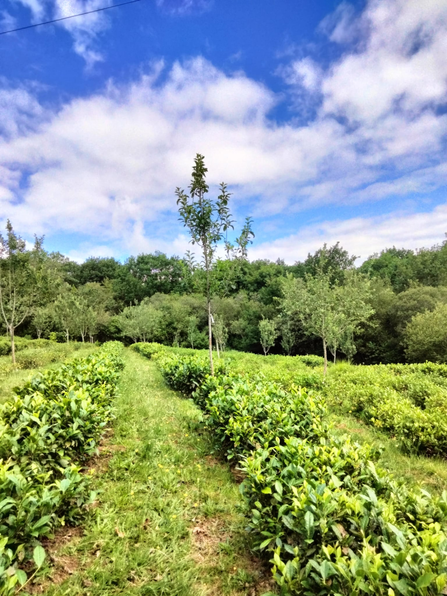 Rangs de théiers et pommiers de variétés locales à la plantation Ilgora, Ustaritz
