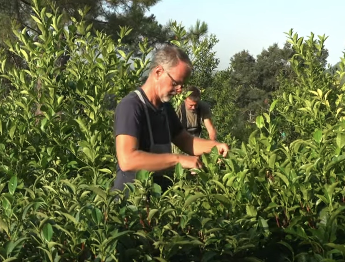 Jean Philippe Landrieu récoltant le thé à Guéthary