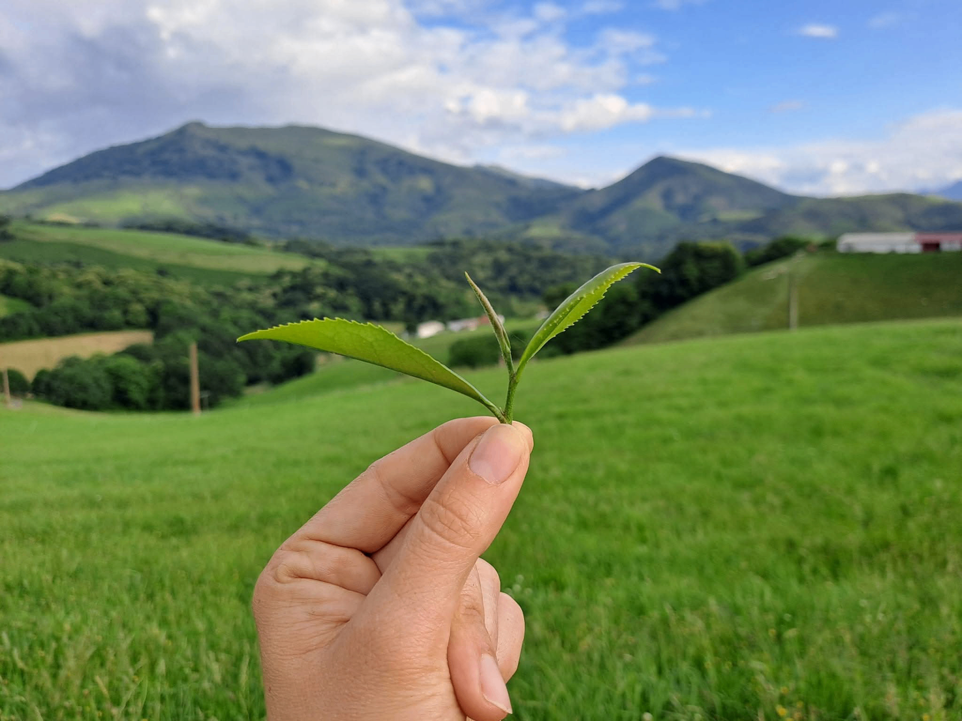 Jeune pousse de théier devant le mont Baigura