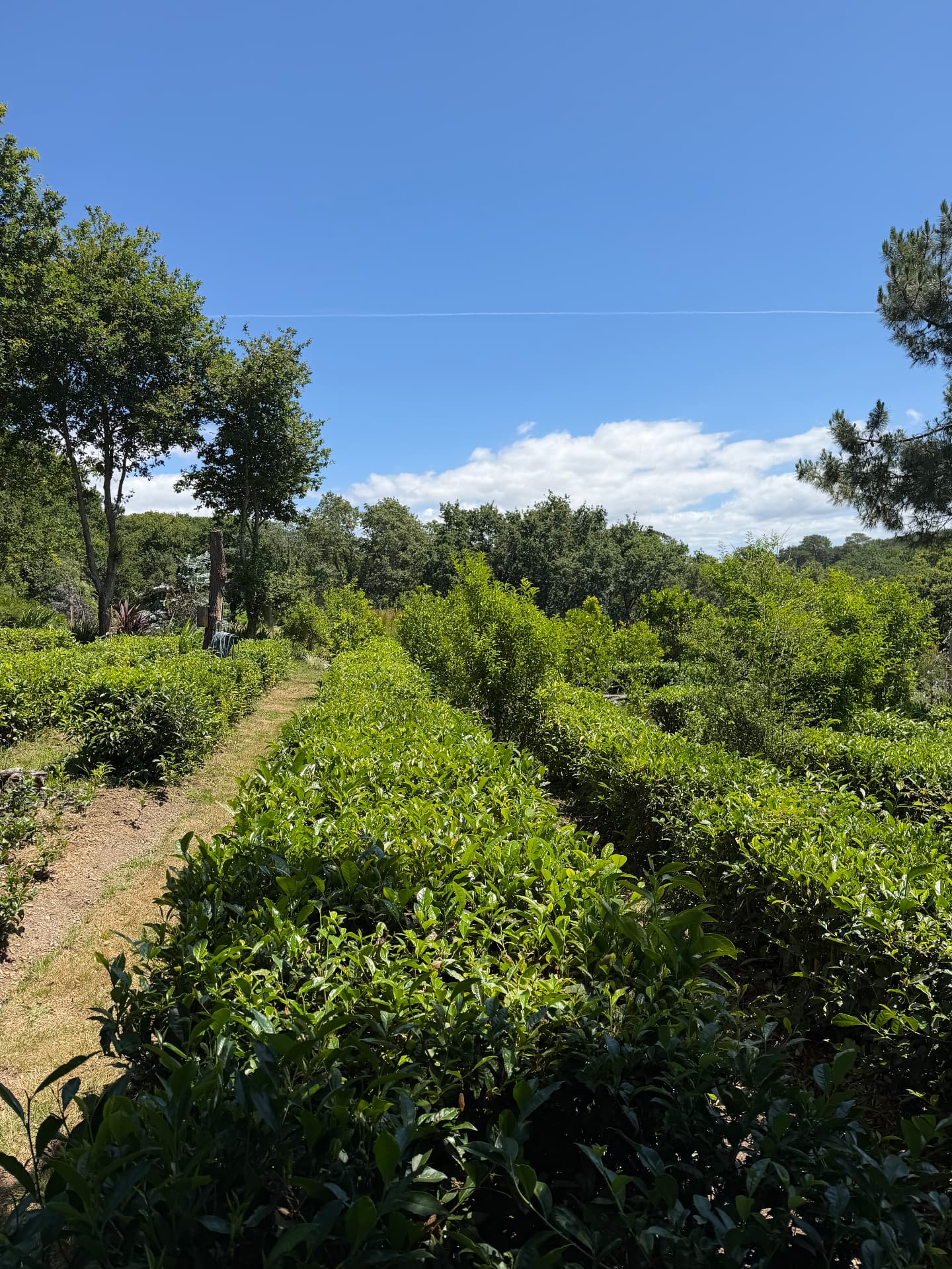 Allée herbeuse entre les rangs de théiers à Tea Basoa