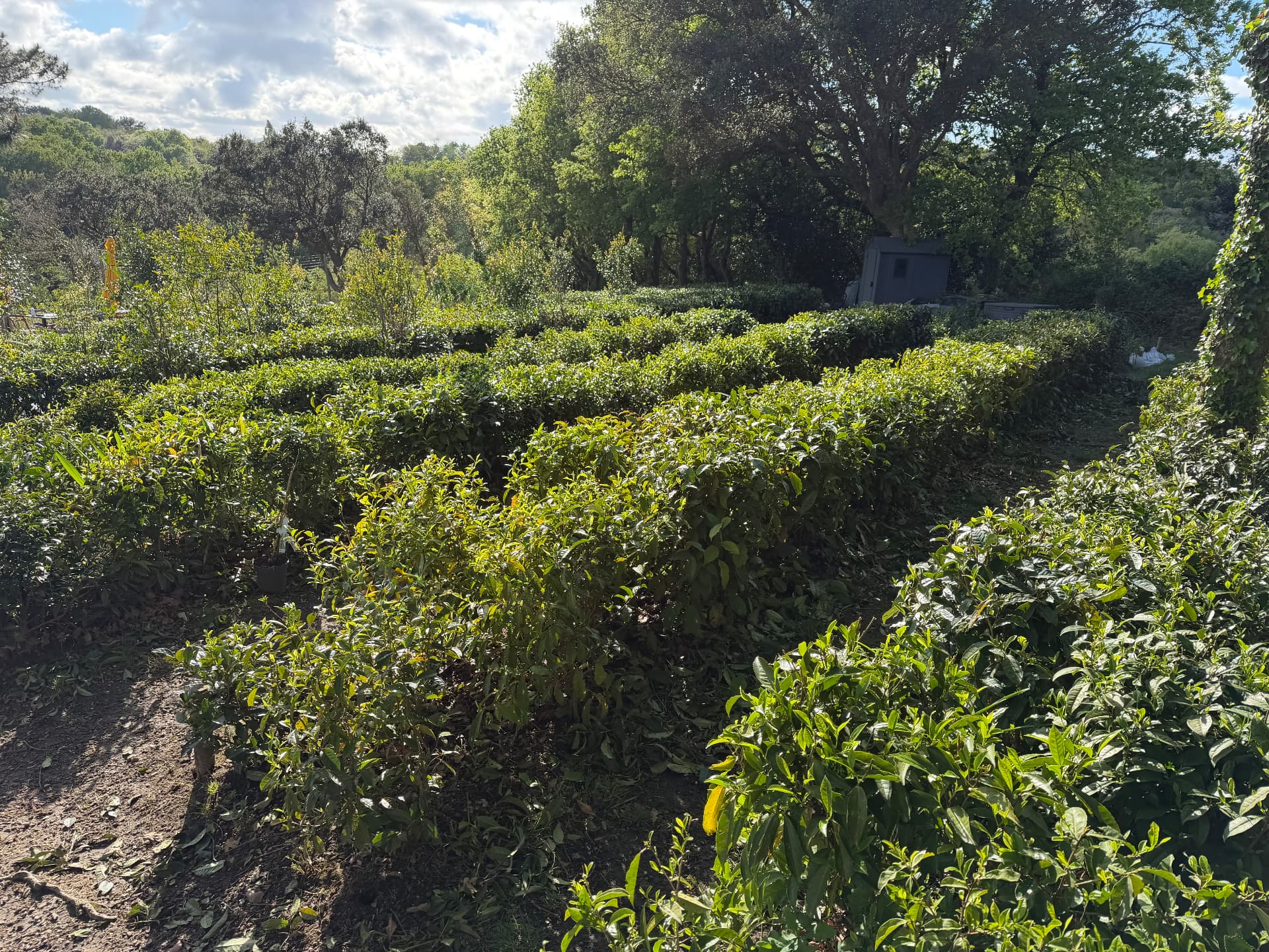 Rangs de théiers taillés à la plantation Tea Basoa
