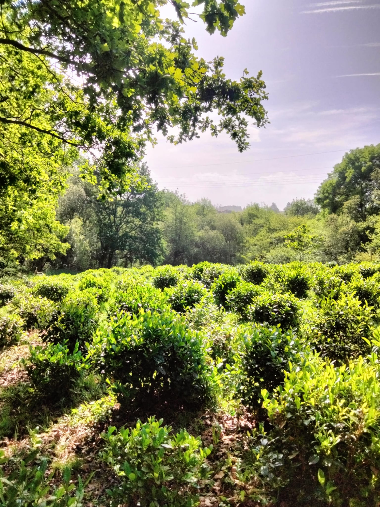 Théiers taillés en boules sous les chênes, plantation Ilgora à Ustaritz